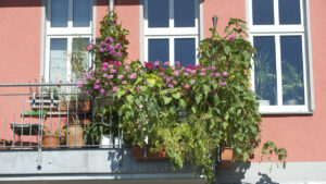 Gemüse-Anbau auf dem Balkon: Tipps für gesunde Pflanzen und reiche Ernte