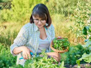 Kräutergarten anlegen und pflegen: Tipps für aroma- und ertragreiche Pflanzen